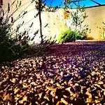 La Merion Villa *